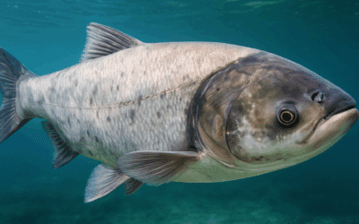 Peptydy kolagenu rybiego – główny składnik aktywny kosmetyków LARENS
